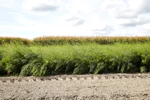 Asperge plant - bundel van 5 - afbeelding 3