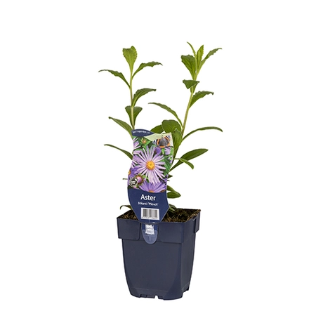 Aster frikartii 'Mönch'