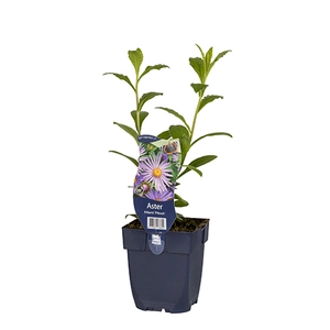 Aster frikartii 'Mönch'