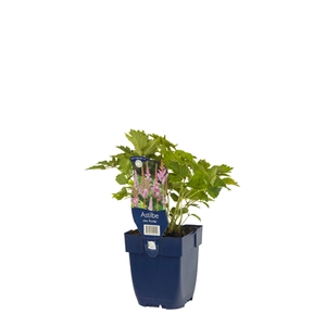 Astilbe chin. 'Pumila'