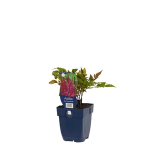 Astilbe chin. 'Purpurkerze'