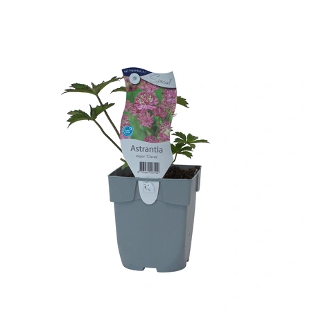 Astrantia maj. 'Claret'