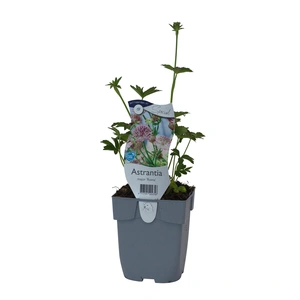 Astrantia maj. 'Roma'
