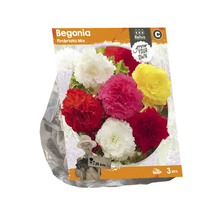 Begonia Fimbriata Mix