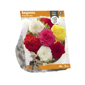 Begonia Fimbriata Mix