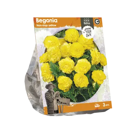 Begonia Non-stop yellow