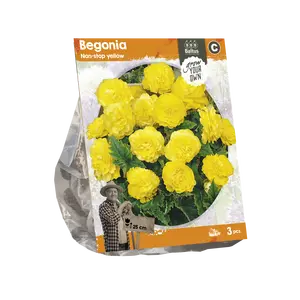 Begonia Non-stop yellow