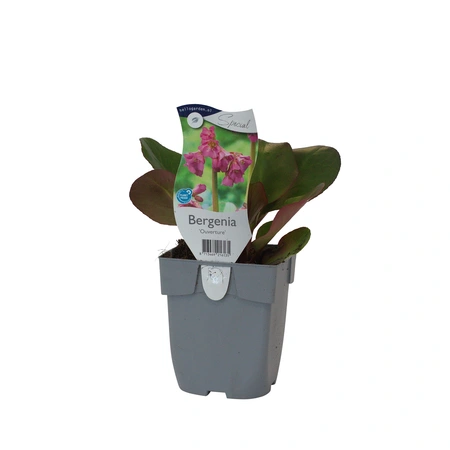 Bergenia 'Ouverture'