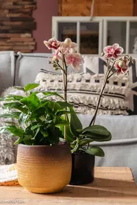 Bloeiende kamerplanten