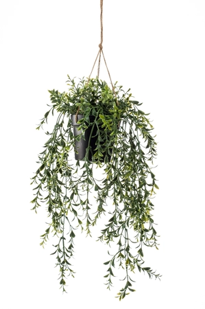Boxwood hanging in pot 65cm