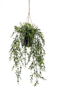 Boxwood hanging in pot 65cm