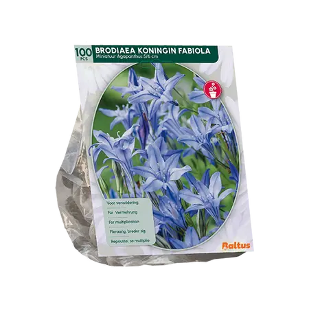 Brodiaea Fabiola per 100