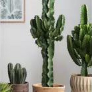Cactus & vetplanten