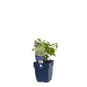Calamintha nepeta ssp. Nepeta