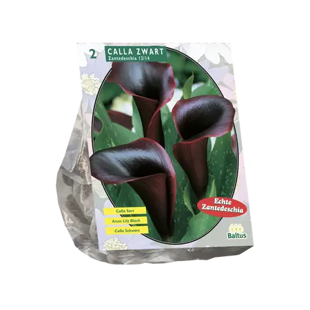 Calla Zantedeschia Black
