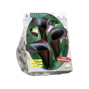 Calla Zantedeschia Black