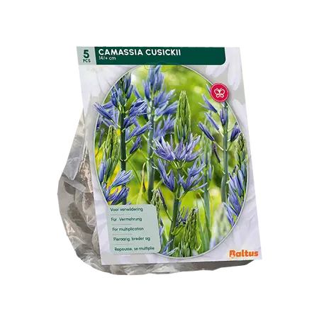 Camassia Cusickii per 5