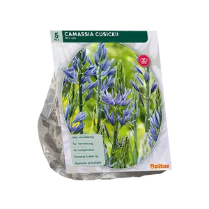 Camassia Cusickii per 5
