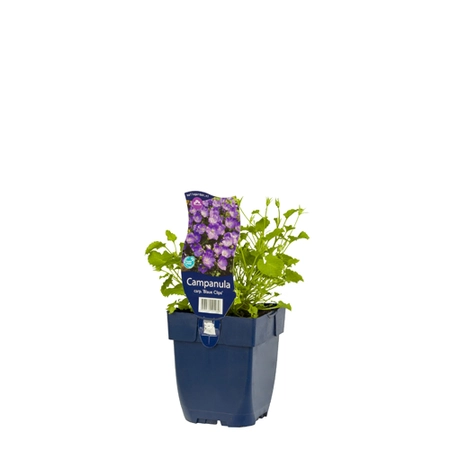Campanula carp. 'Blaue Clips'