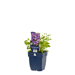 Campanula carp. 'Blaue Clips'