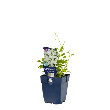 Campanula carp. 'Weisse Clips'