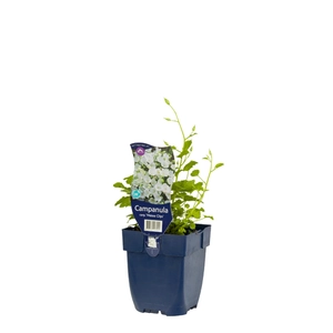 Campanula carp. 'Weisse Clips'