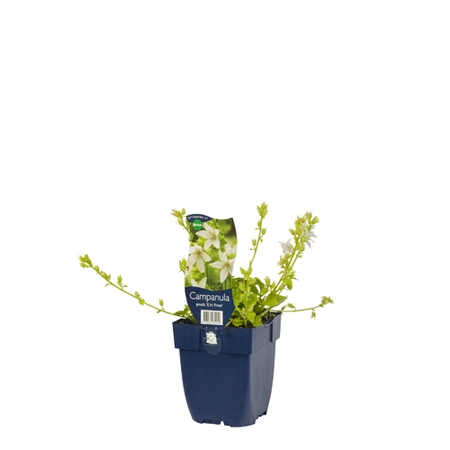 Campanula posch. 'E.H. Frost'