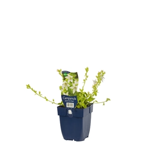 Campanula posch. 'E.H. Frost'