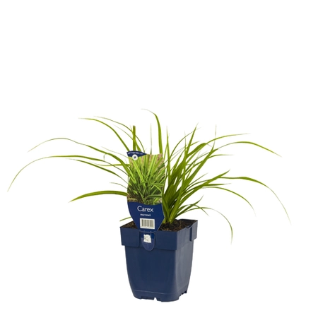 Carex morrowii