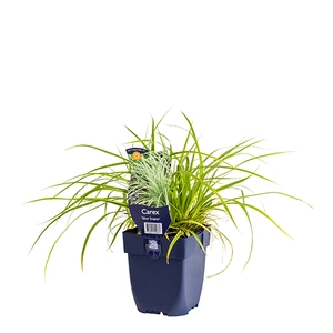 Carex 'Silver Scepter'