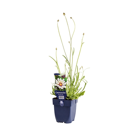 Catananche caerulea 'Alba'