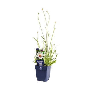 Catananche caerulea 'Alba'