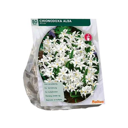 Chionodoxa Alba per 50