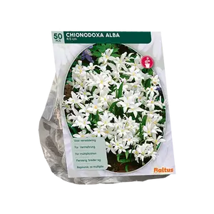 Chionodoxa Alba per 50