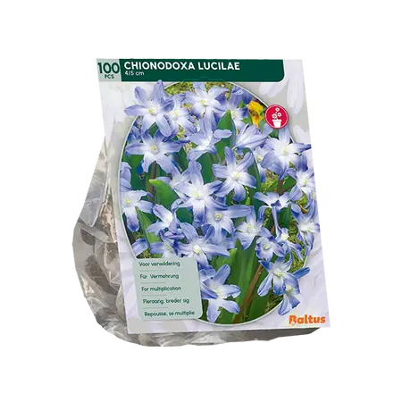 Chionodoxa Luciliae per 100