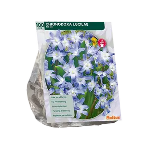 Chionodoxa Luciliae per 100