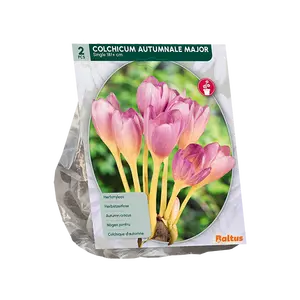 Colchicum Aut. Major (Najaarbl) per 2
