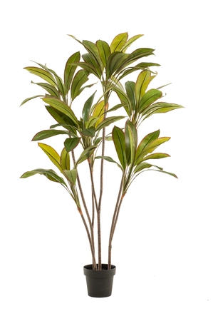 Cordyline 160cm