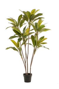 Cordyline 160cm