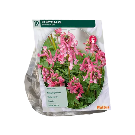 Corydalis Solida per 10