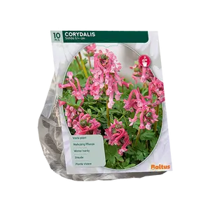 Corydalis Solida per 10