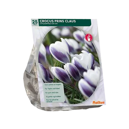 Crocus Chrysanthus Prins Claus per 25