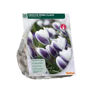Crocus Chrysanthus Prins Claus per 25
