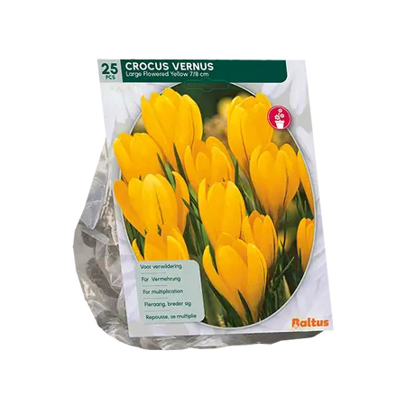 Crocus Grootbloemig, Geel per 25