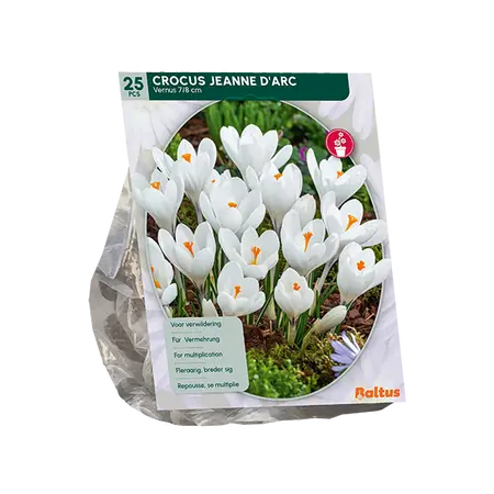 Crocus Grootbloemig, Wit per 25