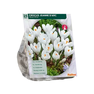 Crocus Grootbloemig, Wit per 25