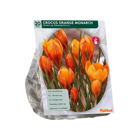 Crocus Orange Monarch per 20
