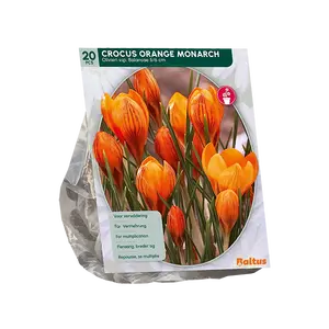 Crocus Orange Monarch per 20
