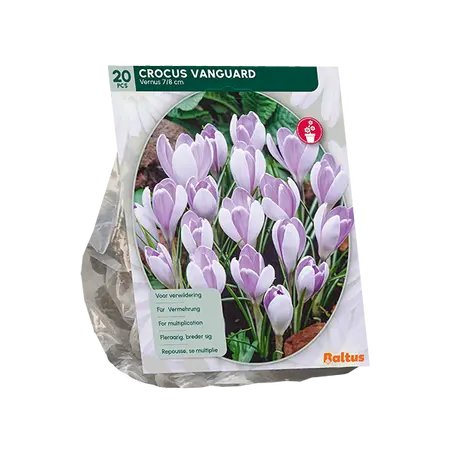 Crocus Vanguard per 20