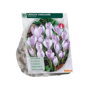 Crocus Vanguard per 20